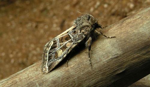 Leucochlaena oditis