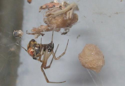 Parasteatoda lunata