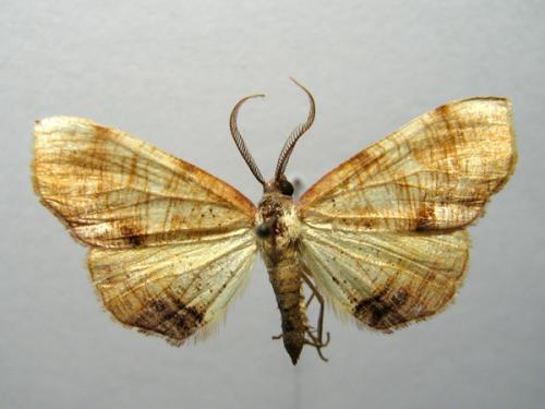 Plagodis dolabraria