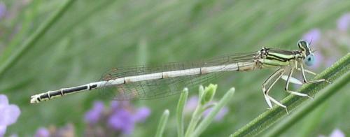 Platycnemis latipes