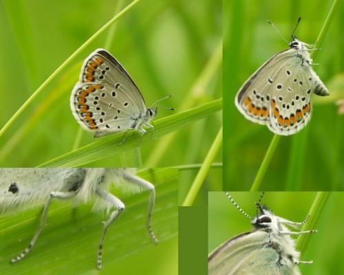 Plebejus argyrognomon