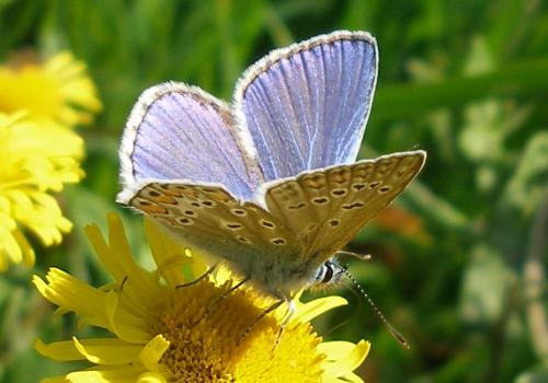 Polyommatus icarus