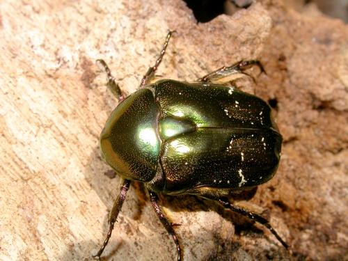 Potosia fieberi