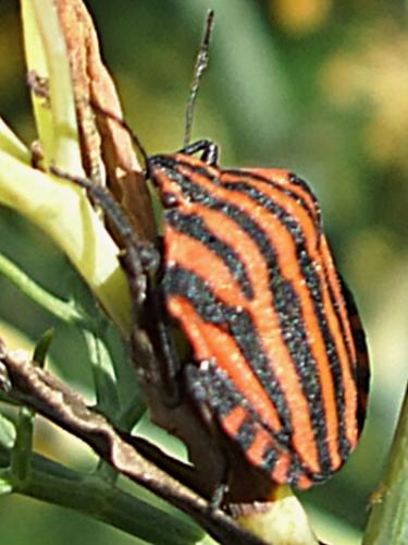 Graphosoma italicum