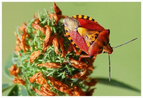Carpocoris purpureipennis