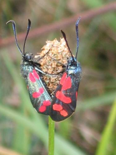 Zygaena filipendulae