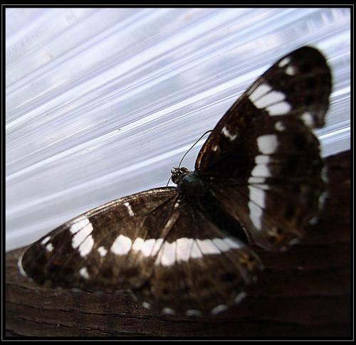 Réf. 13 514 : Limenitis camilla