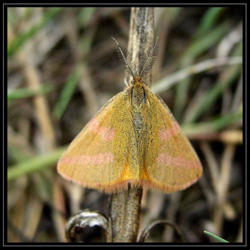 Réf. 13 359 : Lythria purpuraria
