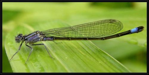 Ischnura elegans