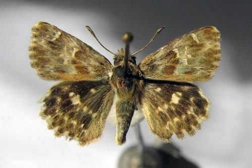 Réf. 13 537 : Carcharodus baeticus