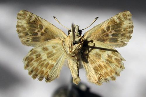Réf. 13 538 : Carcharodus baeticus