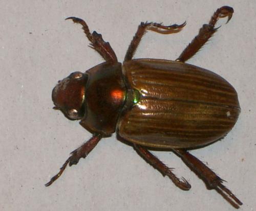 Pelidnota strigosa