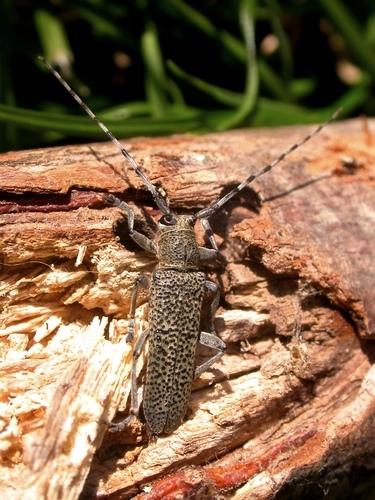Réf. 13 655 : Saperda similis