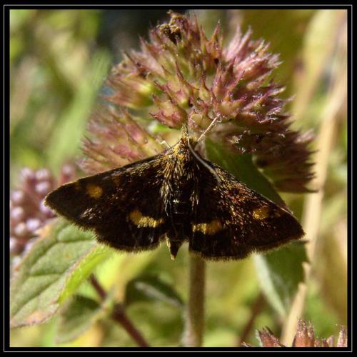 Réf. 13 378 : Pyrausta aurata