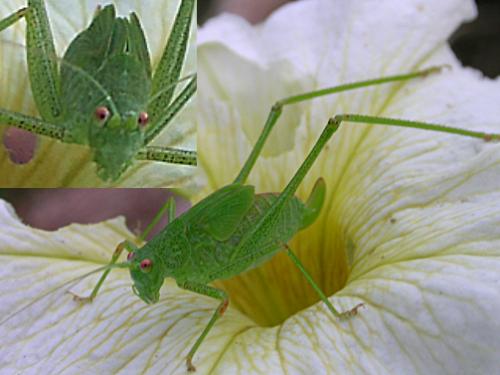 Phaneroptera sp.