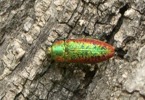 Lamprodila rutilans