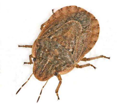 Réf. 13 423 : Sciocoris sp.