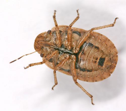 Réf. 13 424 : Sciocoris sp.