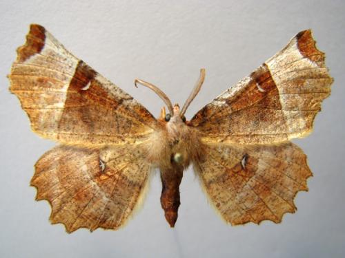 Réf. 13 344 : Selenia lunularia
