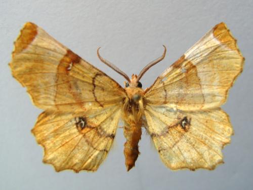Réf. 13 346 : Selenia lunularia