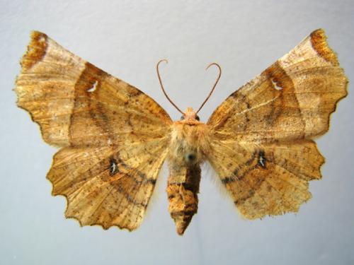 Réf. 13 345 : Selenia lunularia