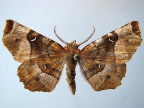 Selenia tetralunaria