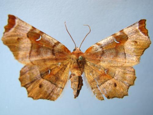 Selenia tetralunaria