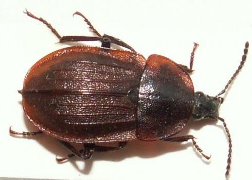 Phosphuga atrata