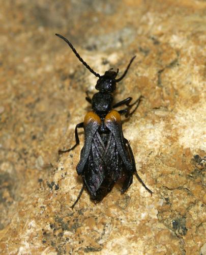 Réf. 13 387 : Sitaris muralis