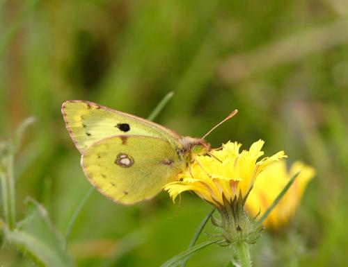 Colias sp.