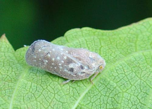 Metcalfa pruinosa