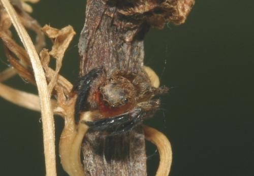 Réf. 13 581 : Euophrys rufibarbis