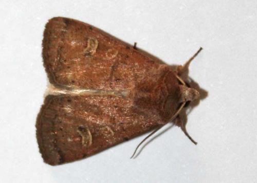Xestia xanthographa