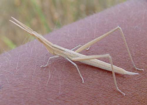 Acrida ungarica