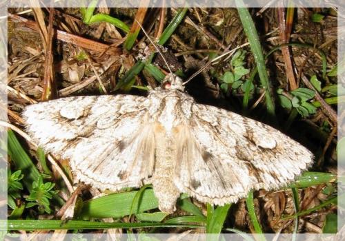 Meganephria bimaculosa