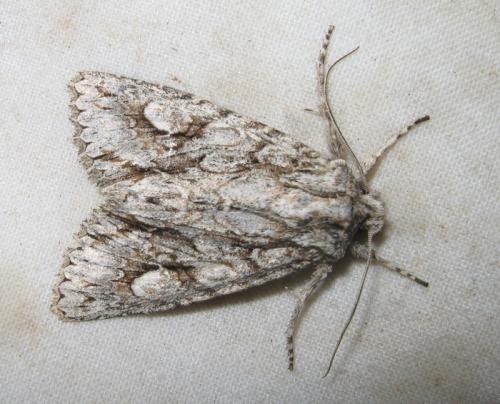 Meganephria bimaculosa