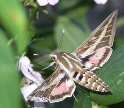 Hyles livornica