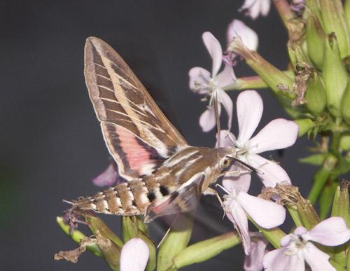 Hyles livornica