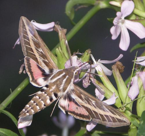 Hyles livornica