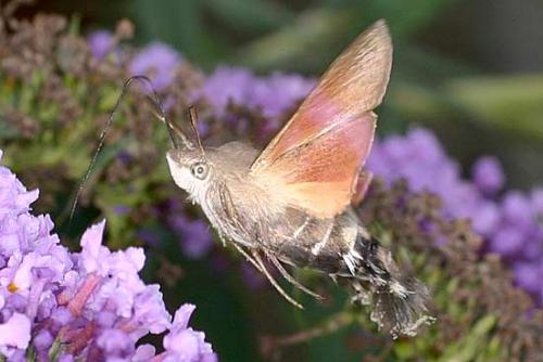 Macroglossum stellatarum