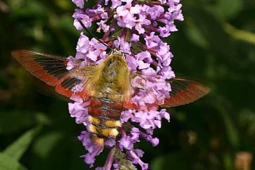 Hemaris fuciformis