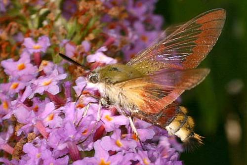 Hemaris fuciformis