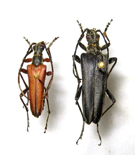 Réf. 13 099 : Stenocorus meridianus