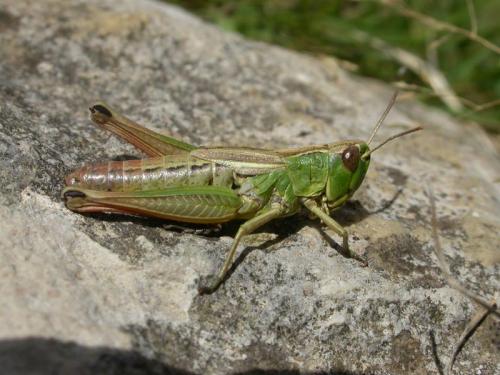 Réf. 13 490 : Pseudochorthippus parallelus