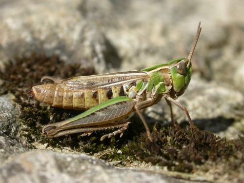 Stenobothrus stigmaticus