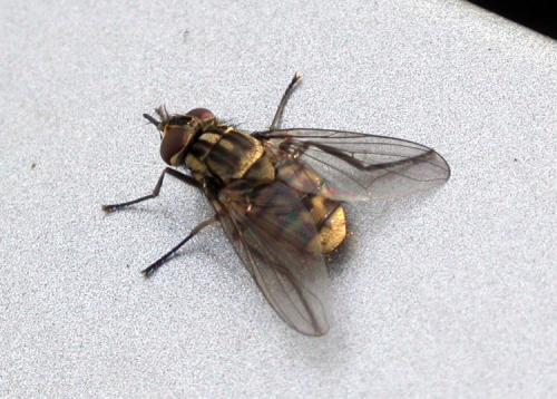 Réf. 13 787 : Stomoxys calcitrans