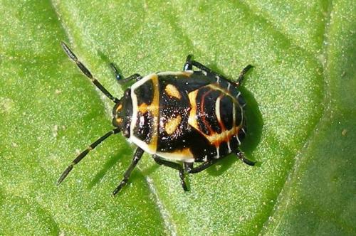Eurydema sp.