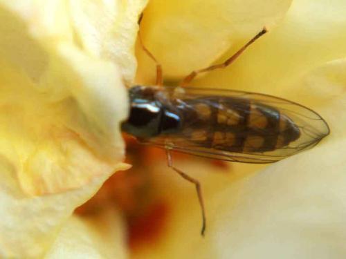 Melanostoma scalare