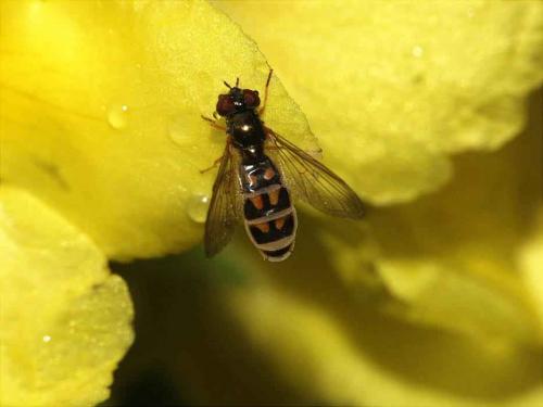 Melanostoma mellinum