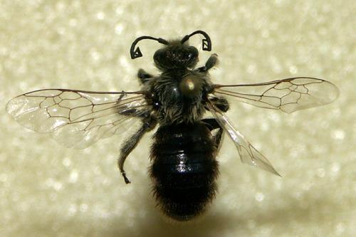 Réf. 13 392 : Systropha curvicornis